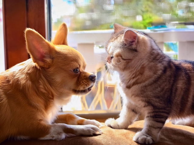 顔を突き合わせるチワワと猫
