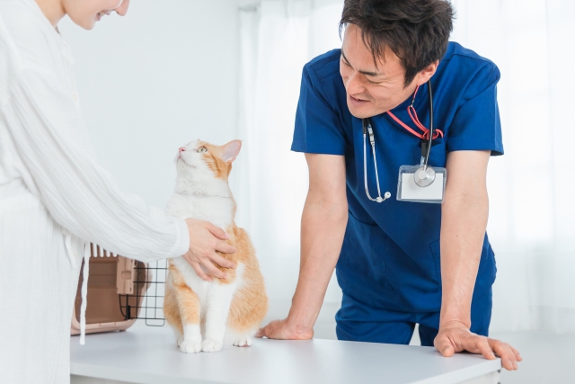 健康診断を受ける猫