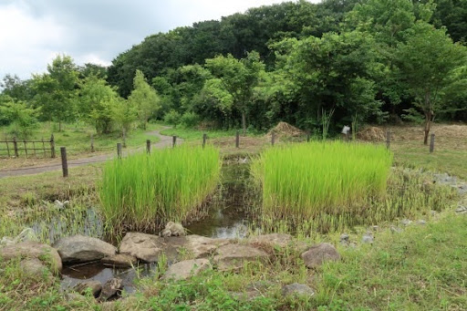 菅生緑地
