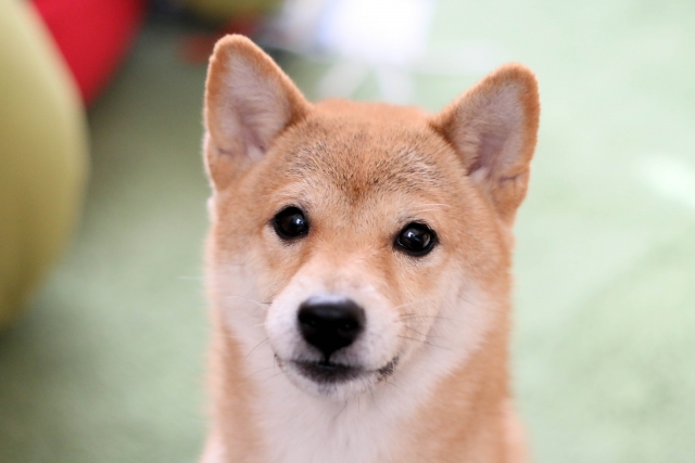 こちらを向いている柴犬