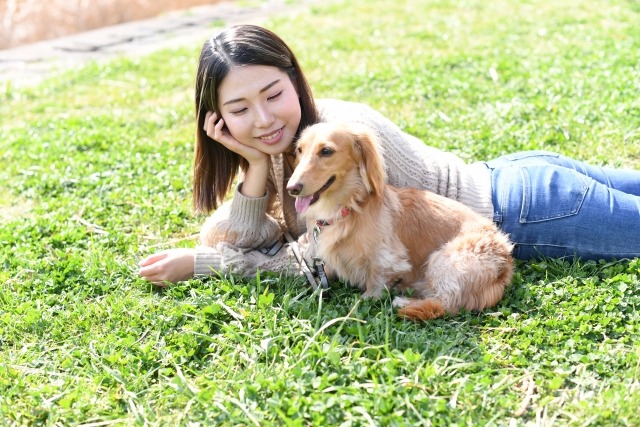 芝生に寝そべっているミニチュアダックスフンドと女性の飼い主