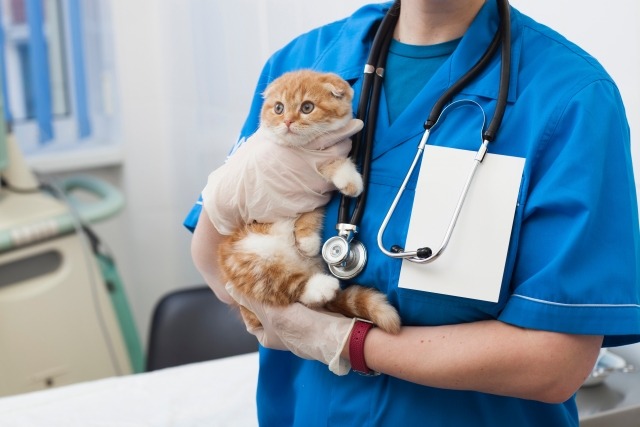 子猫を抱っこする獣医師
