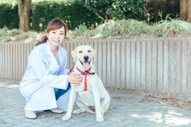 ラブラドールレトリーバーと獣医師