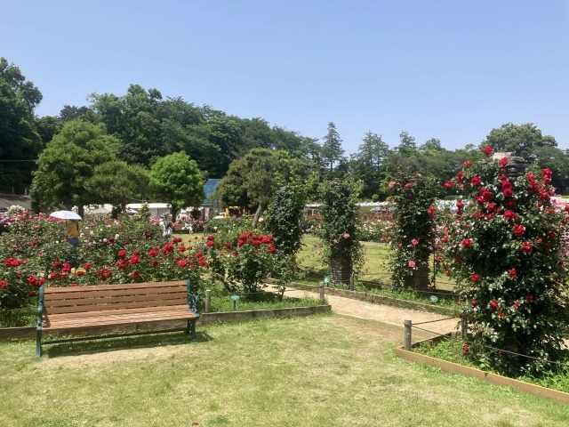 生田緑地のバラ園