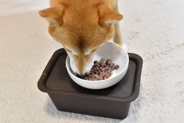 フードを食べる柴犬