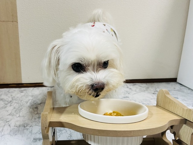 フードを食べる白いマルチーズ