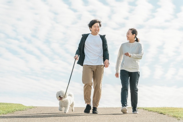 ウォーキングしながら散歩する犬