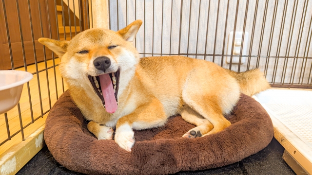 あくびをしている柴犬